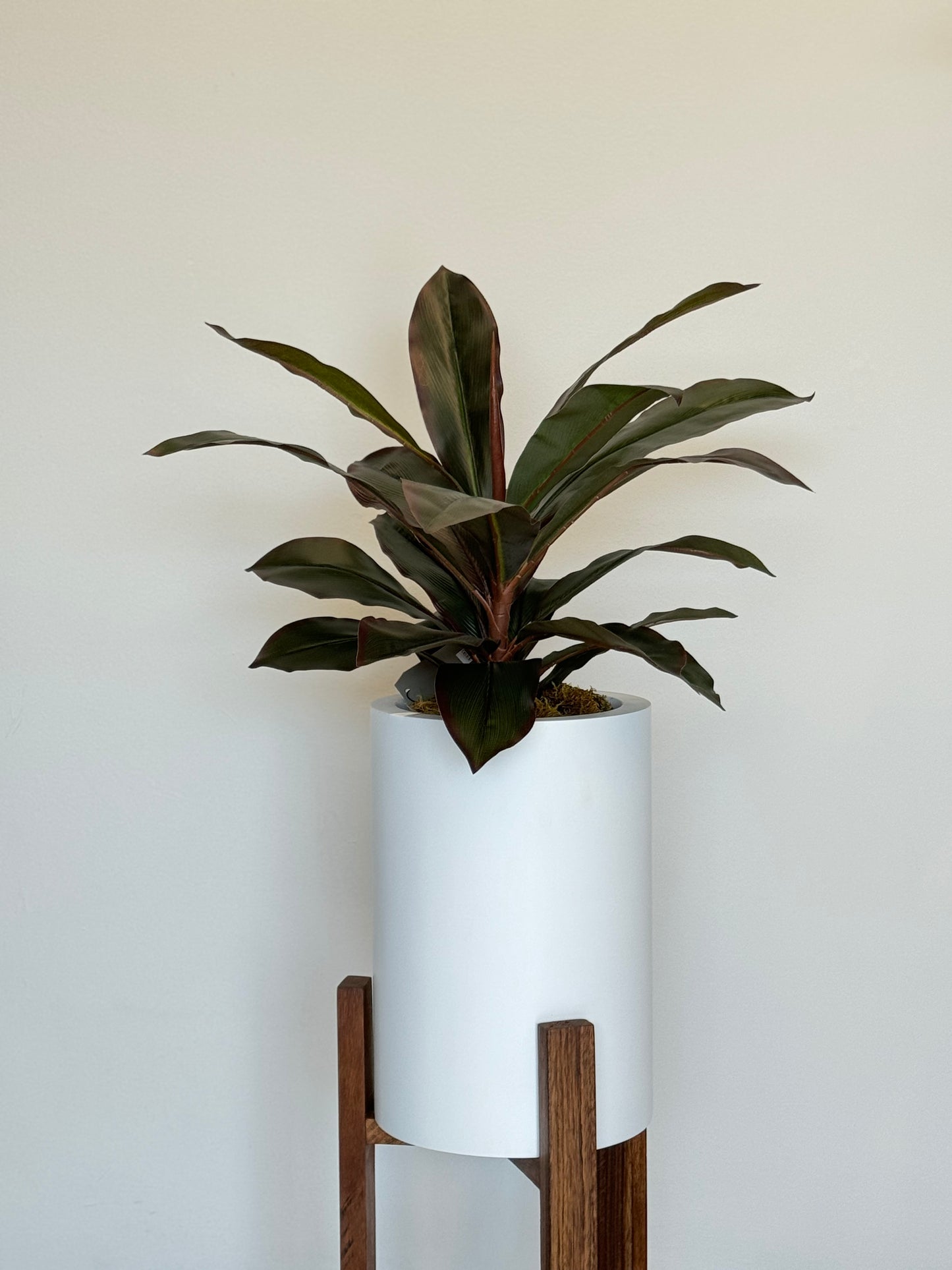 Planta Dracaena