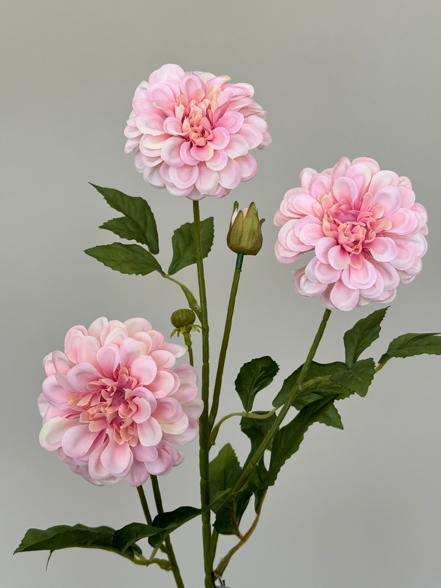 Dahlia Rosa