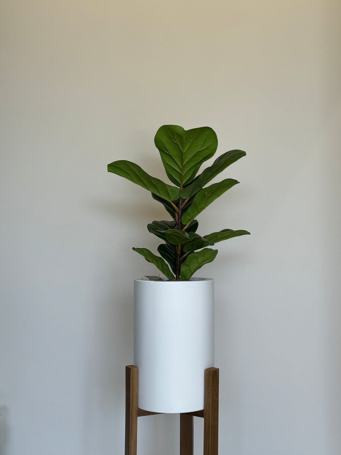 Planta Higareda